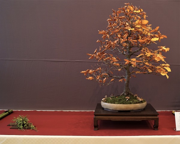 Schöne Hainbuche, der angesichts der Höhe etwas mehr Stammmasse gut tun würde. Sauber gebaut, schöne Schale. Die Pilze sind das I-Tüpfelchen auf der herbstlichen Präsentation
