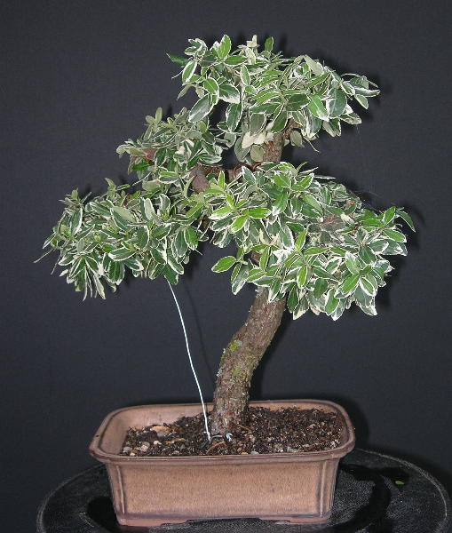 Euonymus.jpg