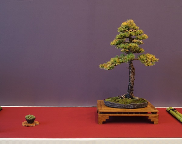 Streng aufrechter Lärchen-Bonsai mit dominantem ersten Ast links. Etwas störend, dass der Gegenüber rechts fast auf gleicher Höhe entspringt. Hätte wenigstens die unteren Äste stärker nach unten gezogen.