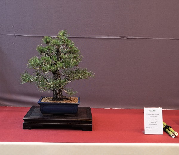 Unstrukturiert. Bei einem Nadelbaum möchte in der Ausstellung schon Moos sein. Schale bäh.