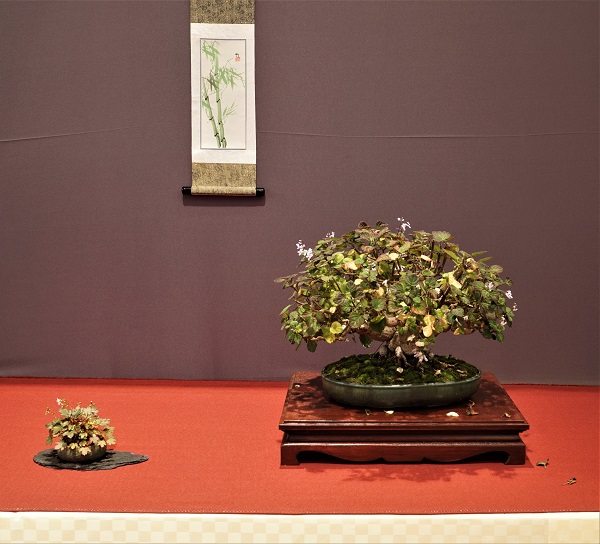 Den Weihrauchstrauch sieht man häufiger als Beisteller denn als Bonsai. Das Bäumchen hier macht jedoch eine ausgesprochen gute Figur. Baum und Beisteller ähneln sich (zu) sehr. Grüner Bambus auf dem Rollbild zeigt den Sommer, nicht den Herbst an.