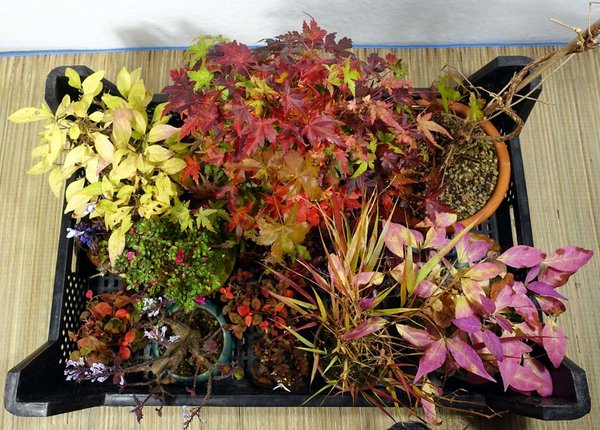 Herbstfarben und Novemberblüten