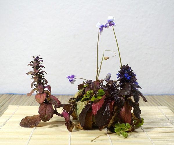 späte Blüten von Günsel und Tasmanischen Veilchen