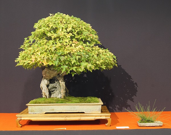 Zum Start gleich ein richtig schöner Baum. Vielleicht ein wenig viel Grün, aber die Grundstruktur ist noch gut erkennbar. Jan Bucil ist unter den tschechischen Bonsai-Freunden d e r Ahorn-Spezialist. Pflanzposition und Schale top. Nominierung