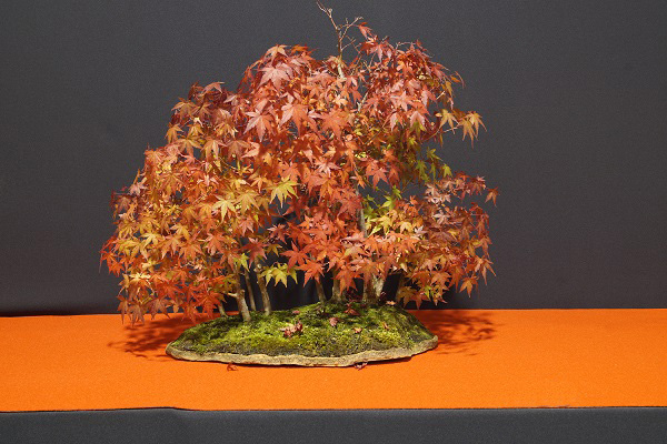 Vladimira Komurkova ist auf fast jeder CBA-Ausstellung und Bonsai-Triennale mit einer Waldpflanzung vetreten. Wieder sehr schön anzusehen.