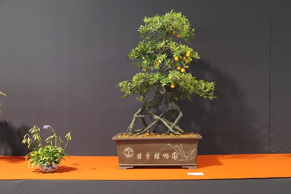 Dieser Baum, eine chinesische Kaki-Art, gehört dem Botanischen Garten Prag, der eine umfangreiche Bonsai-Sammlung besitzt. Dabei stellen chinesische Penjing den größten Teil des Bestandes. Das in Kromweriz gezeigte Exemplar sollte daher mit anderen Augen gesehen werden als eine nach japanischen Vorbildern gestaltete Pflanze.