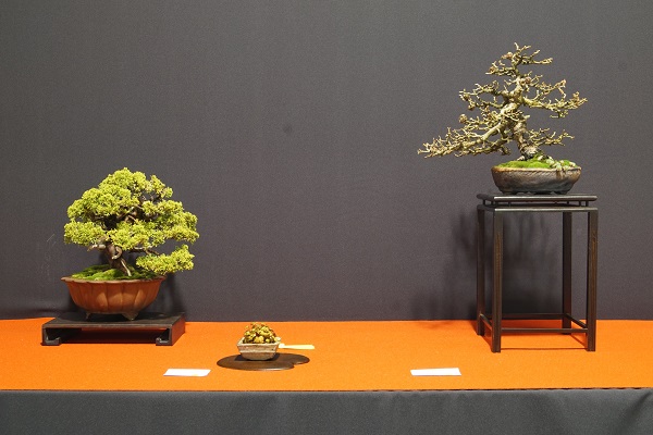 Bonsai um die 30, 35 cm haben es in Ausstellungen schwer. Meist gehen sie zwischen den größeren Exponaten unter. Daher habe ich zwei davon zu einer Kombi zusammengefasst. Ob sie gelungen ist, muss der Betrachter entscheiden. Preis der Jury.