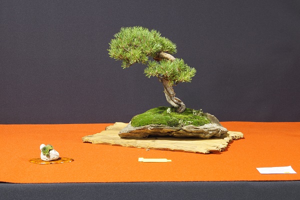 Diese Sylvestris gefällt mir deutlich besser. "Problemstelle" am Stamm durch Grün geschickt verdeckt. Steinplatte harmoniert gut mit dem Baum. Pilze setzen im Moos kleine Akzente.