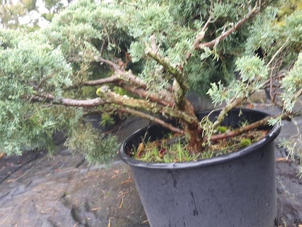 lange Seitenäste, unverzweigt in Stammnähe