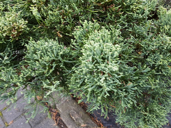Nahaufnahme Laub