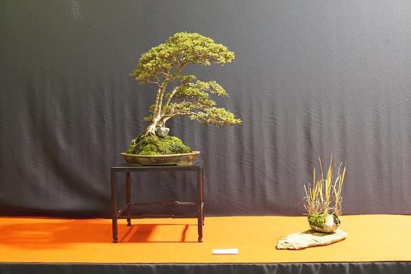 Der Zander führt R.japonicum als Variante des R.indicum, die wiederum dem R.kiusianum entsprechen soll. Egal, was die Nomenklatur behauptet, fünfstämmig macht diese Azalee eine sehr gute Figur. Ich kann mich sogar mit der extrem hohen Pflanzposition anfreunden. Schade nur, dass erster und zweiter Stamm (von links) nahezu parallel und ohne Leerraum dazwischen verlaufen. Schöne Schale.
