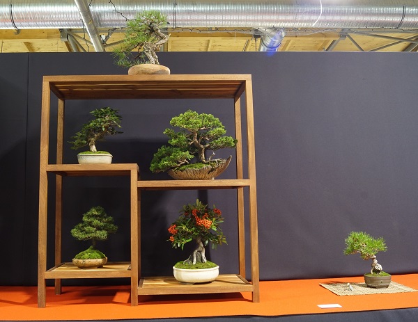Fast alle Bäume in diesem Display sprengen das gängige Shohin-Format. Regal wirkt nur wenig elegant. Noch viel Luft nach oben.