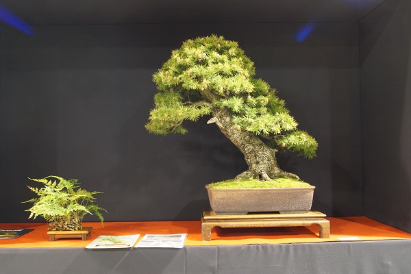 Baum des Jahres ????