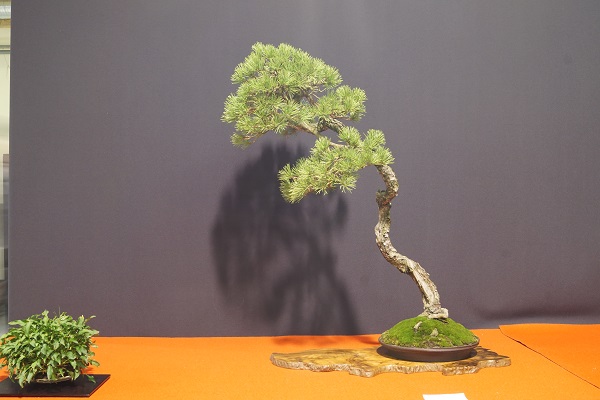 Baum des Jahres Pilsen 2015