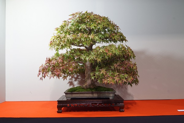 2017-09-28 Kromeriz, Acer palmatum 1, Isabelia.JPG