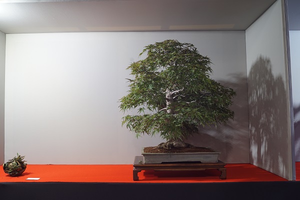 2017-09-28 Kromeriz, Acer palmatum 3, Isabelia.JPG