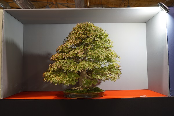 2017-09-28 Kromeriz, Acer palmatum 4, Isabelia.JPG