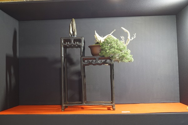 2017-09-28 Kromeriz, Juniperus chinensis 'Itoigawa' 2, Isabelia.JPG