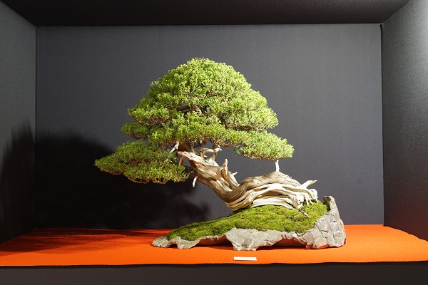 2017-09-28 Kromeriz, Juniperus formosana, Josef Valuch, Isabelia.JPG