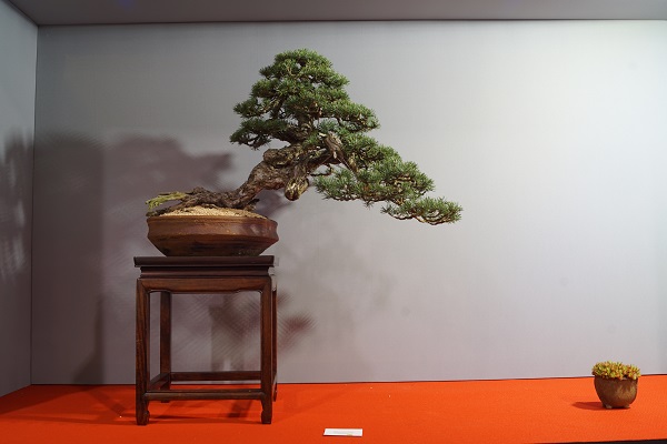 2017-09-28 Kromeriz, Pinus sylvestris 3, Isabelia.JPG