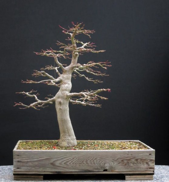 _Palmatum Herbst 2017.JPG