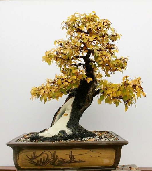 IMG_20171110_150811_278 bonsai.jpg