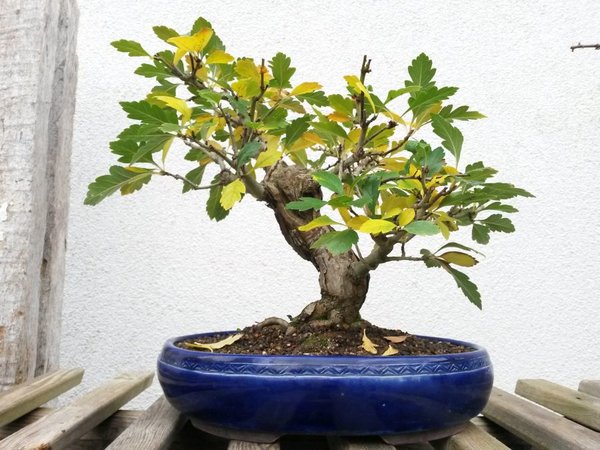 20171104_084158.jpg