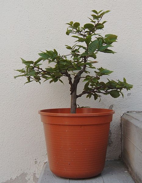 IMAG0028.jpg