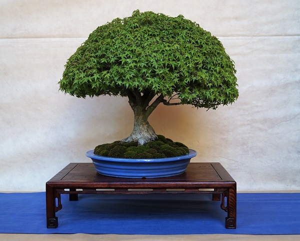 Typischer "Fallschirm-Kyohime". Bin normalerweise von diesen grünen Halbkugeln nicht überzeugt, doch dieser Baum ist - vielleicht wegen des im unteren Drittel gut verjüngten Stamms sehr ansehnlich.