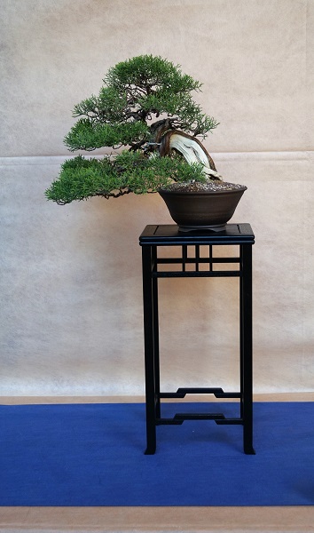 Der Phoenicea ist eine sehr schöne Wacholder-Art, die allerdings extrem viel Sonne benötigt. Von nord-italienischen Bonsai-Freunden habe sich erfahren, dass sie ihre Pflanzen im Winterhalbjahr in den Süden (Apulien/Sizilien) bringen, damit sie ausreichend Licht bekommen. In Reggio zeigte Granziano ein schönes Exemplar in Chuhin-Größe.