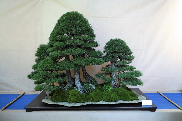Wenns nach mir gegangen wäre - der Titel 'Best in Show' wäre an diesen Wald der Extra-Klasse gegangen. Hier kann man nur betrachten, genießen und die Arbeit des Gestalters loben