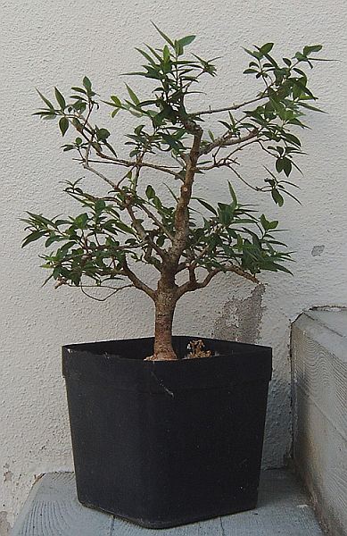 IMAG0033.jpg