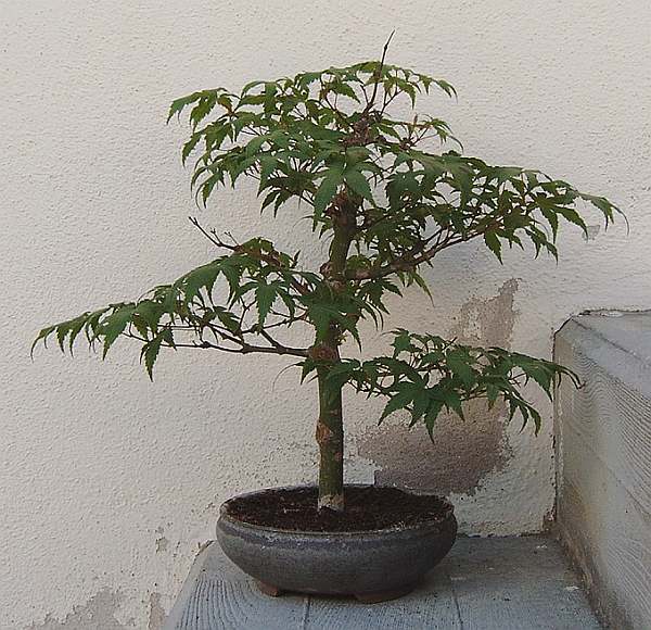 IMAG0037.jpg