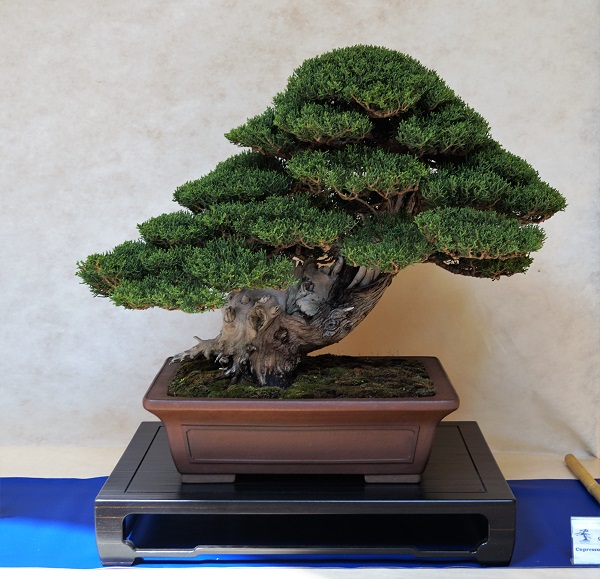 Zypressen-Bonsai habe ich bislang nur bei iatlienischen Ausstellungen gesehen - schade, denn solche Vertreter der Art würden überall Furore machen. Reifes Exemplar mit exzellenter Gliederung.