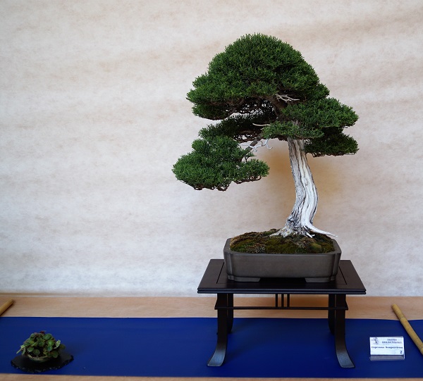 Diesmal eine schlankere Vertreterin der Art, aber genauso attraktiv. Verwandschaft zu Wacholder-Bonsai unverkennbar.