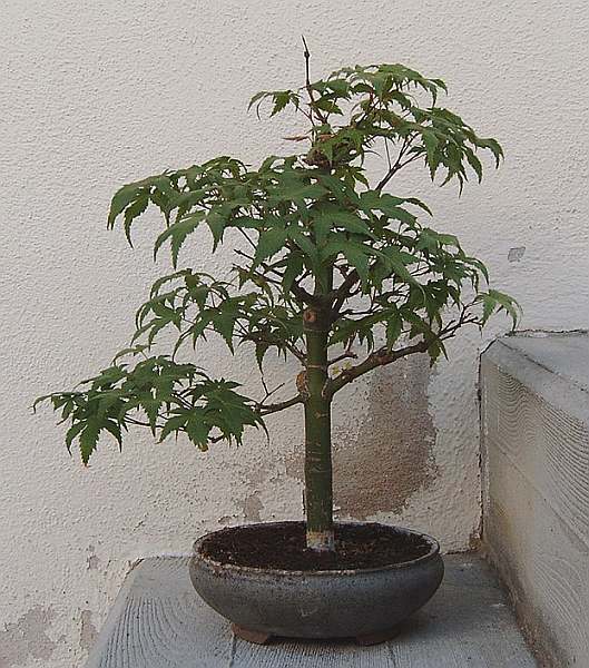 IMAG0036.jpg