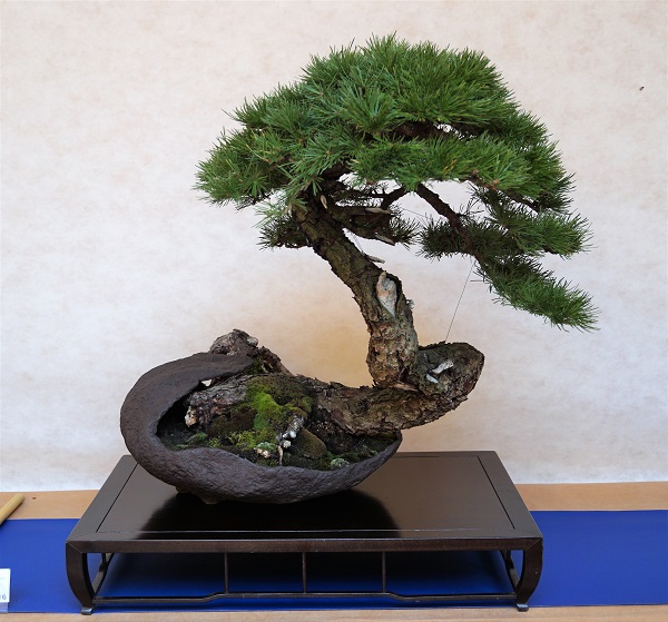 Gibt's eigentlich schon ein Bonsai-Forum mit Bildern in 3D? Dann würde man nämlich bei dieser Lärche erst erkennen, welche verschlungenen Wege der Stamm auf seinem Weg in die Krone gehen muss.