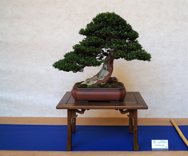 Alles vorhanden, was ein sehr guter Eiben-Bonsai braucht: Gut verjüngter Stamm, eine gehörige Menge Shari, üppiges, gut strukturiertes Grün. Und alles geschieht in Maßen, ist nie exaltiert, bleibt ruhig und harmonisch. Mag ich sehr.