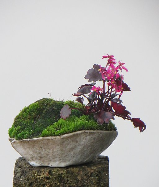Black-Ruby_2017-11-13.jpg