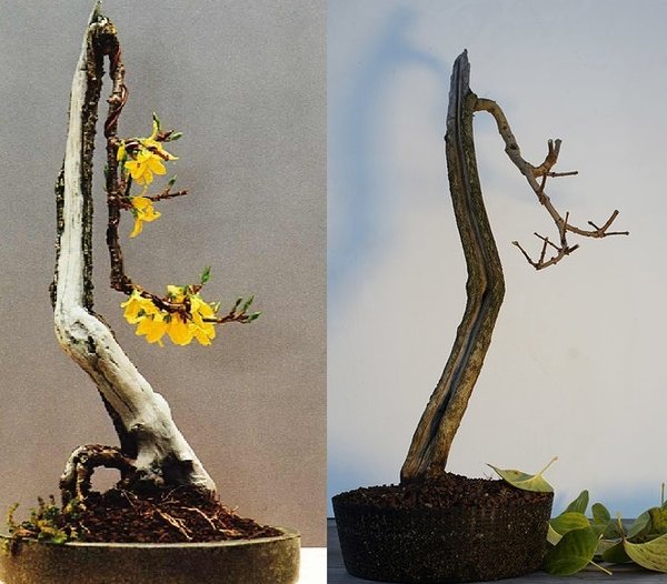 2017-11-emkay-Flieder-Vergleich-mit-Reiners-Forsythie.jpg