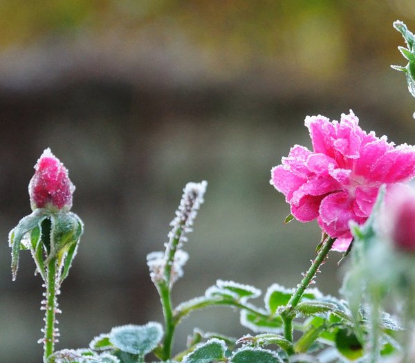 Moosrose