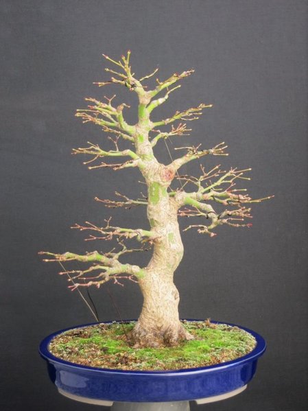 Blick wie vor dem Baum.JPG