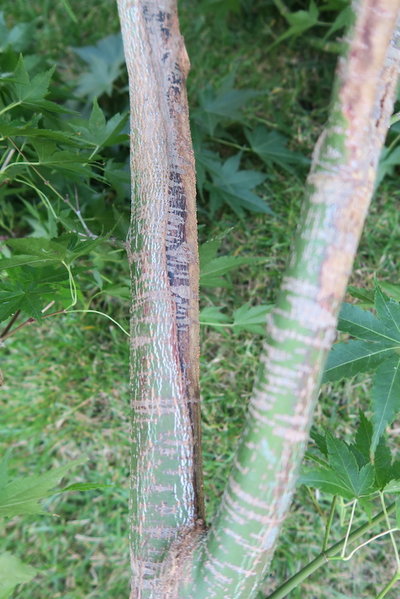 schwarze Rindenstreifen