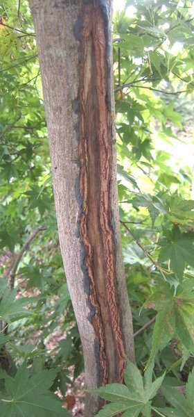 2013: Frostriss an der Mutterplanze