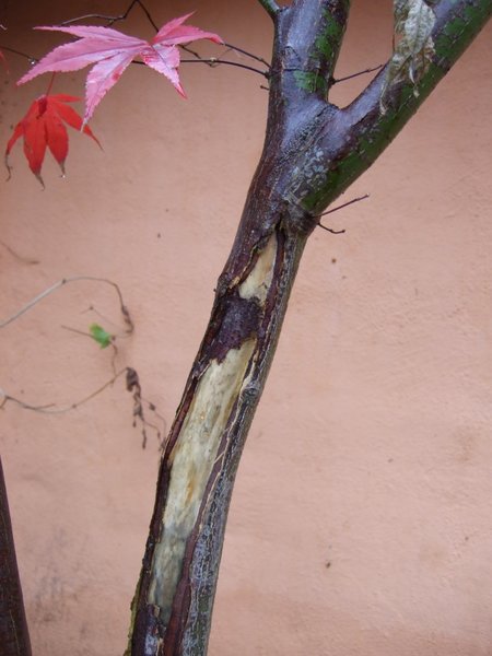 DSCF5412.JPG