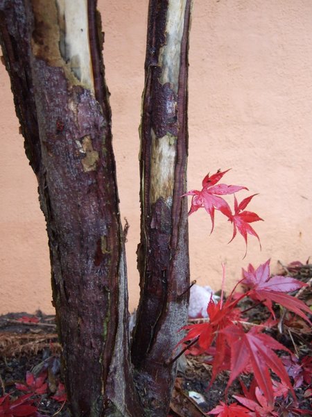 DSCF5413.JPG