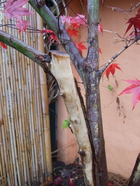 DSCF5416.JPG