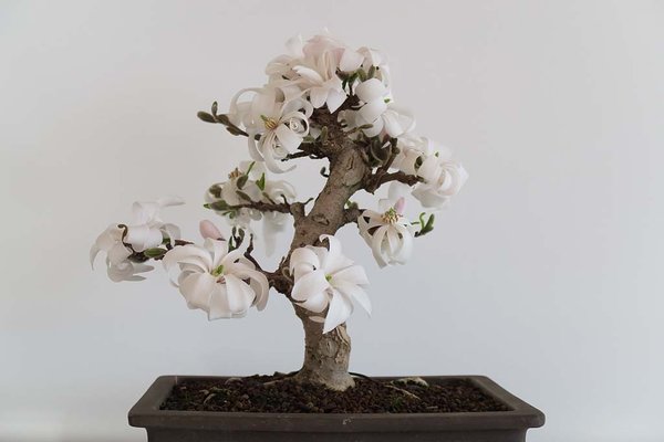 2016_Bonsai_privat-257.jpg