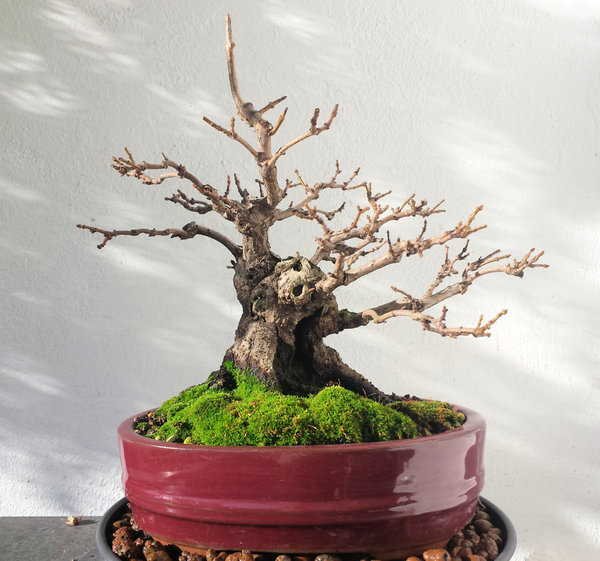 acer.ginnala.20171117_900.jpg
