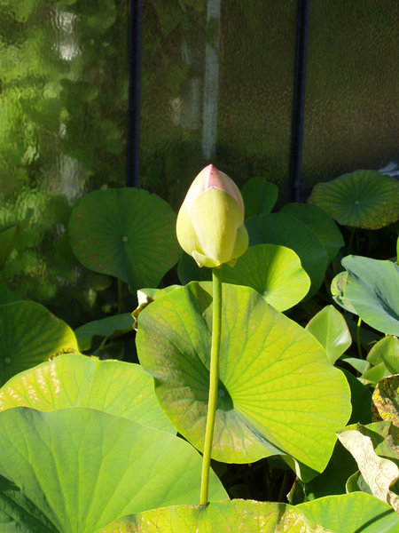 Blütenknospe und Blatt